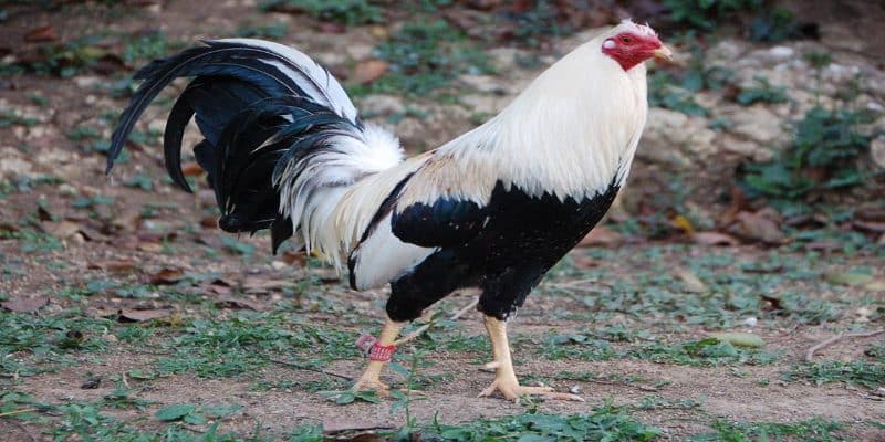 Đá Gà Mỹ - Cuộc Săn Thưởng Của Những Kê Thủ Máu Chiến